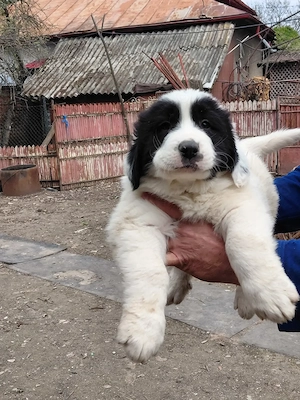 Vand pui ciobanesc bucovina