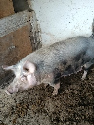Vând scroafă pietran pur - imagine 3