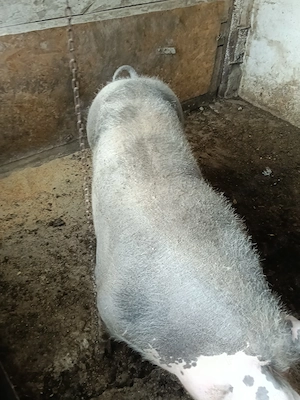 Vând scroafă pietran pur - imagine 4