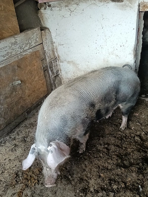 Vând scroafă pietran pur - imagine 5