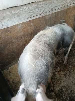 Vând scroafă pietran pur - imagine 2