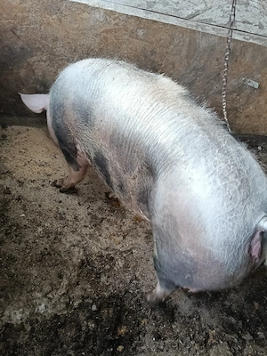 Vând scroafă pietran pur