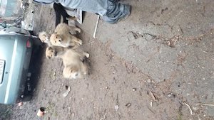 Cățeluși spre fonare