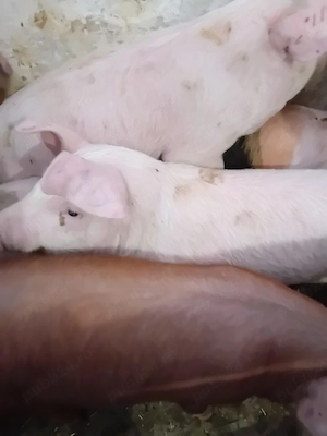 soldanei 3 luni jumate 380 lei