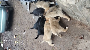 Cățeluși spre fonare - imagine 2