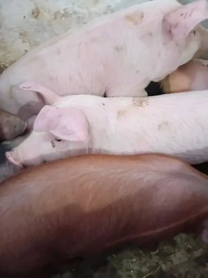 soldanei 3 luni jumate 380 lei