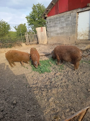 Vand scroafa mangalița  - imagine 3