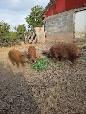 Vand scroafa mangalița  - imagine 2