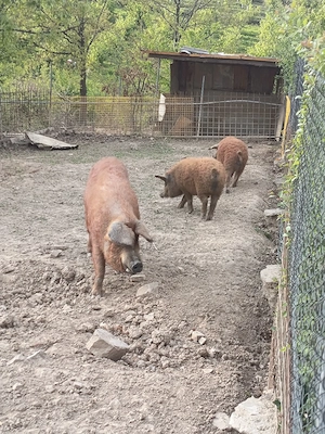 Vand scroafa mangalița 