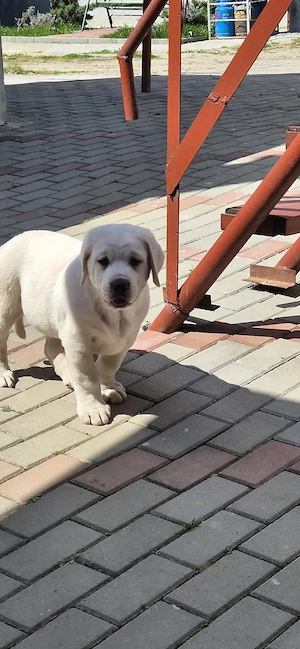 Ciobanesc Asia Centrals