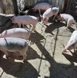 Purcei marele alb cu duroc