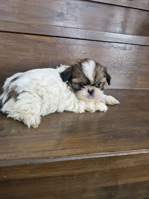 Puii shih-tzu  - imagine 2