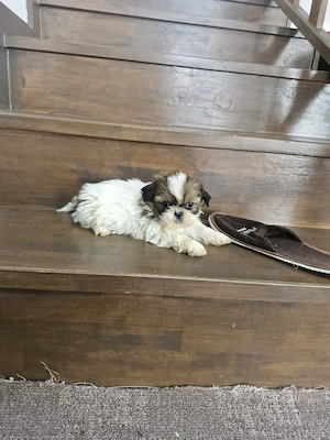Puii shih-tzu  - imagine 3
