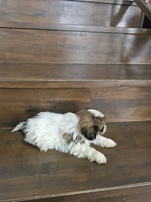 Puii shih-tzu  - imagine 5