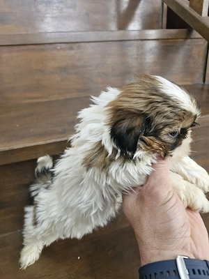Puii shih-tzu  - imagine 4