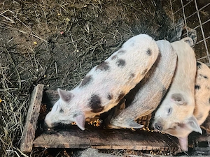 Vand purcei de Mangalita 