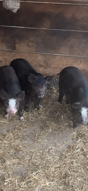 purcei metis duroc vietnamez