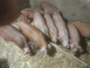 Disponibil purcei Duroc