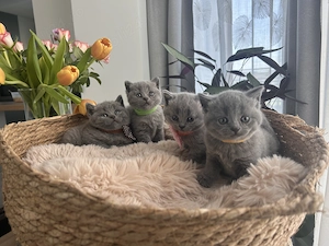 British shorthair pedigree - imagine 3