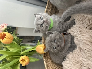 British shorthair pedigree - imagine 2