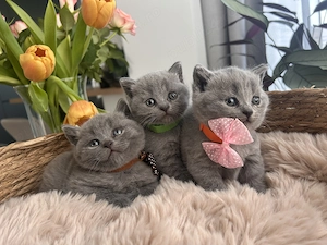 British shorthair pedigree