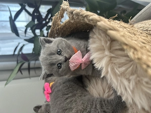 British shorthair pedigree - imagine 4