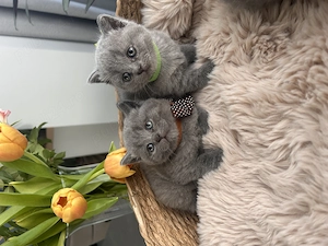 British shorthair pedigree - imagine 5