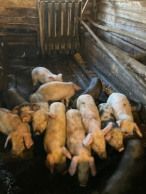 pureci de vanzare - imagine 2