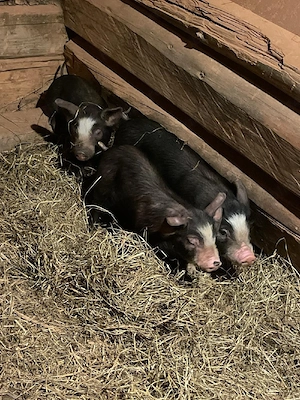 pureci de vanzare - imagine 3