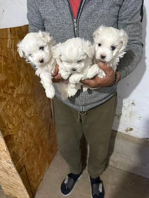 De vânzare bisoni maltezi fetite - imagine 4