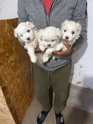 De vânzare bisoni maltezi fetite - imagine 5