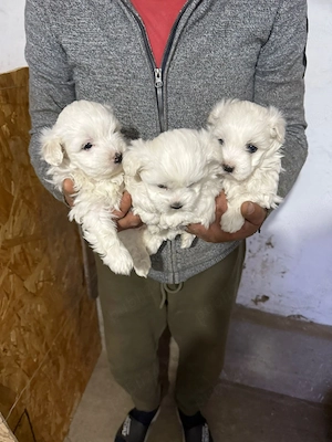 De vânzare bisoni maltezi fetite - imagine 2