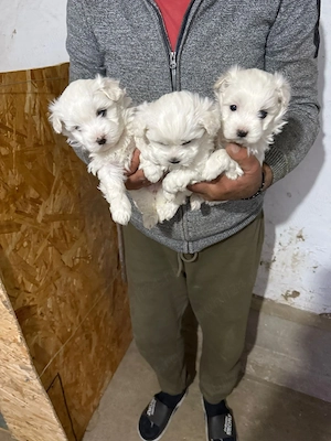 De vânzare bisoni maltezi fetite - imagine 3