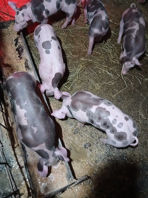 purcei pietrani de vânzare  - imagine 2