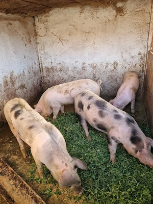 De vânzare! - imagine 2