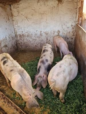 De vânzare! - imagine 3