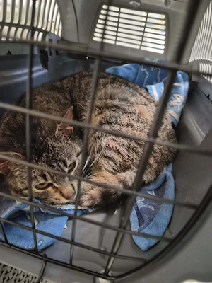 Foster pentru pisicuta - imagine 3