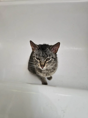 Foster pentru pisicuta - imagine 2