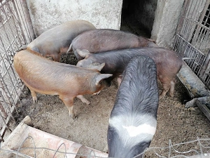 Porci 50-60kg - imagine 2