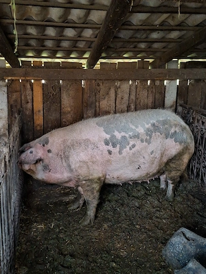 Porc pentru sacrificat - imagine 4