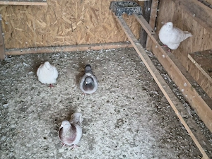 Vând porumbei texani 