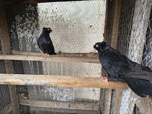 Vând porumbei dublu moț  - imagine 3