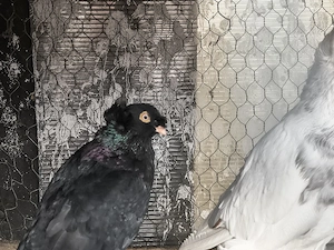 Vând porumbei dublu moț 