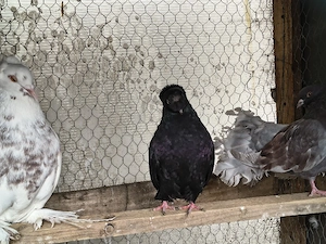 Vând porumbei dublu moț  - imagine 2