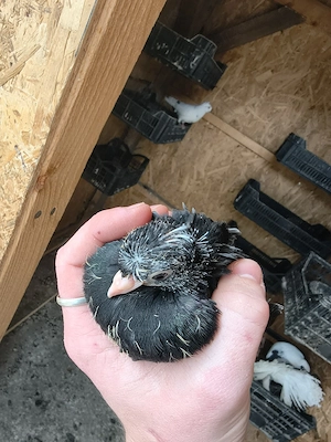 Vând porumbei dublu moț  - imagine 4