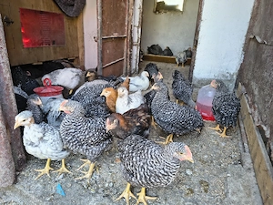 Vând pui de casă  - imagine 2