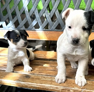 Pui Jack Russell Terrier   Născuți pe 1 Martie 1 fetiță și 1 băiat