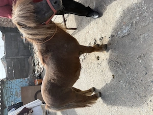 De vânzare ponei 3000 de lei sau schimb detali la - imagine 2