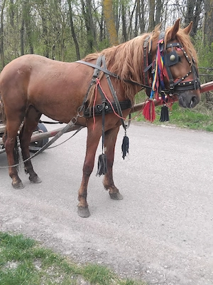 Vând un mânz de doi ani jumate si castrat și talie mare  - imagine 2