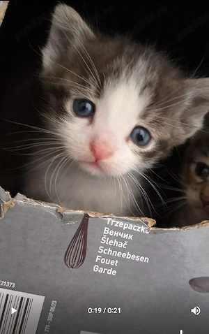 Pui de pisica  - imagine 2